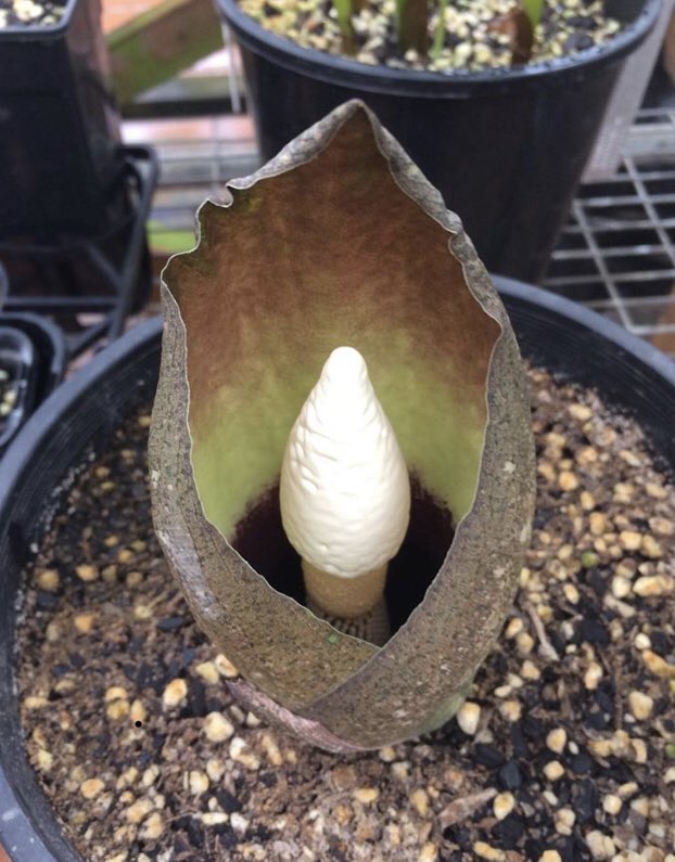 AdamTietz1's tweet photo. Flashback Friday! Some close encounters of the beautiful but smelly Amorphophallus : #Amorphophallus opertus, Amorphophallus henryl, Amorphophallus titanum, Amorphophallus paeoniforlius. #Araceaea #Aroideae #Arum #flower #smelly #horticulture #work @RBGSydney https://t.co/pUqLSmyKQX