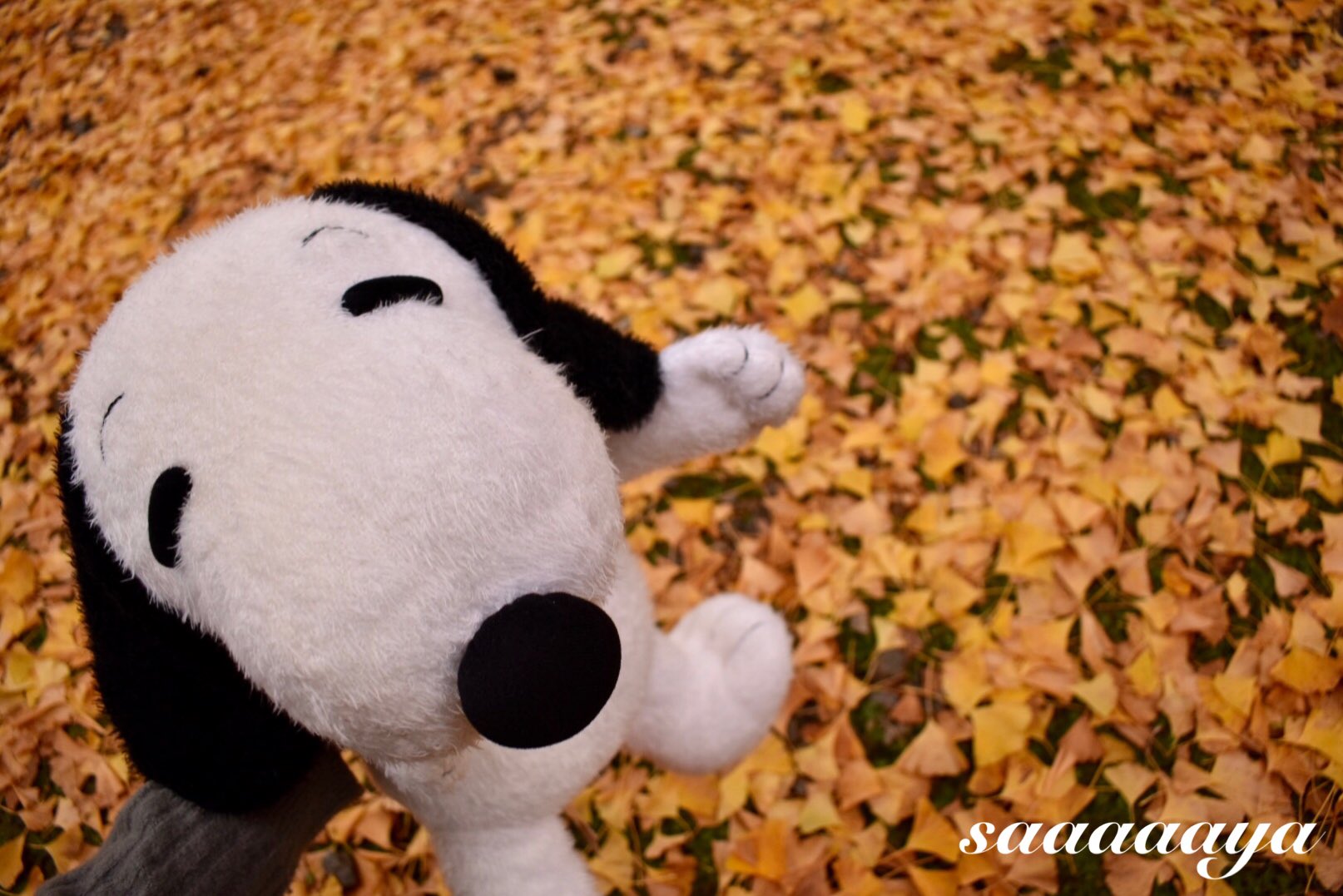 さーや 正暦寺へ行ってきました 赤い絨毯と紅葉 がステキ 銀杏もあってますますステキ まだまだいきます 奈良 正暦寺 紅葉 秋 赤い絨毯 ファインダー越しの私の世界 写真の奏でる私の世界 写真好きな人と繋がりたい 写真を撮ってる