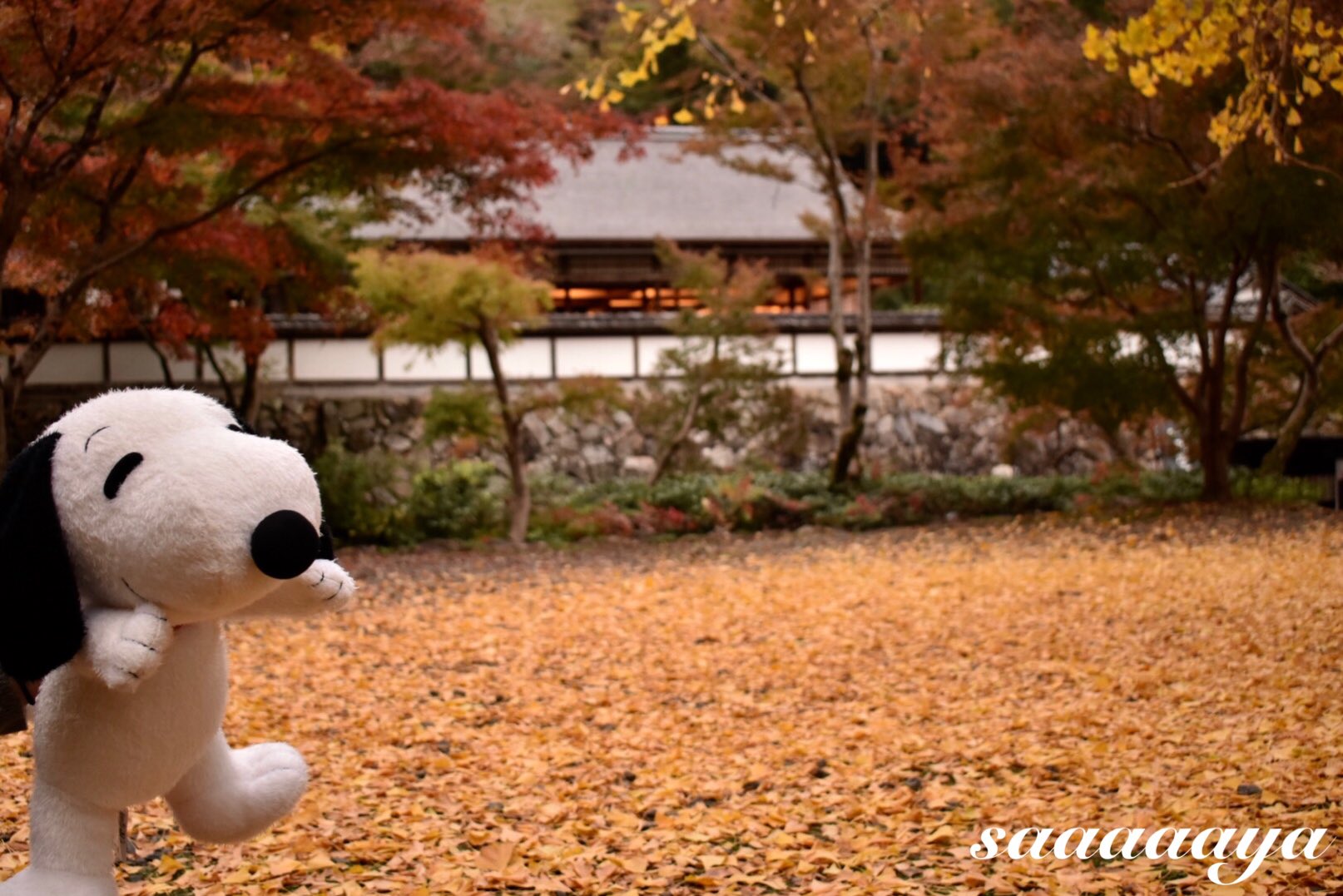 さーや 正暦寺へ行ってきました 赤い絨毯と紅葉 がステキ 銀杏もあってますますステキ まだまだいきます 奈良 正暦寺 紅葉 秋 赤い絨毯 ファインダー越しの私の世界 写真の奏でる私の世界 写真好きな人と繋がりたい 写真を撮ってる
