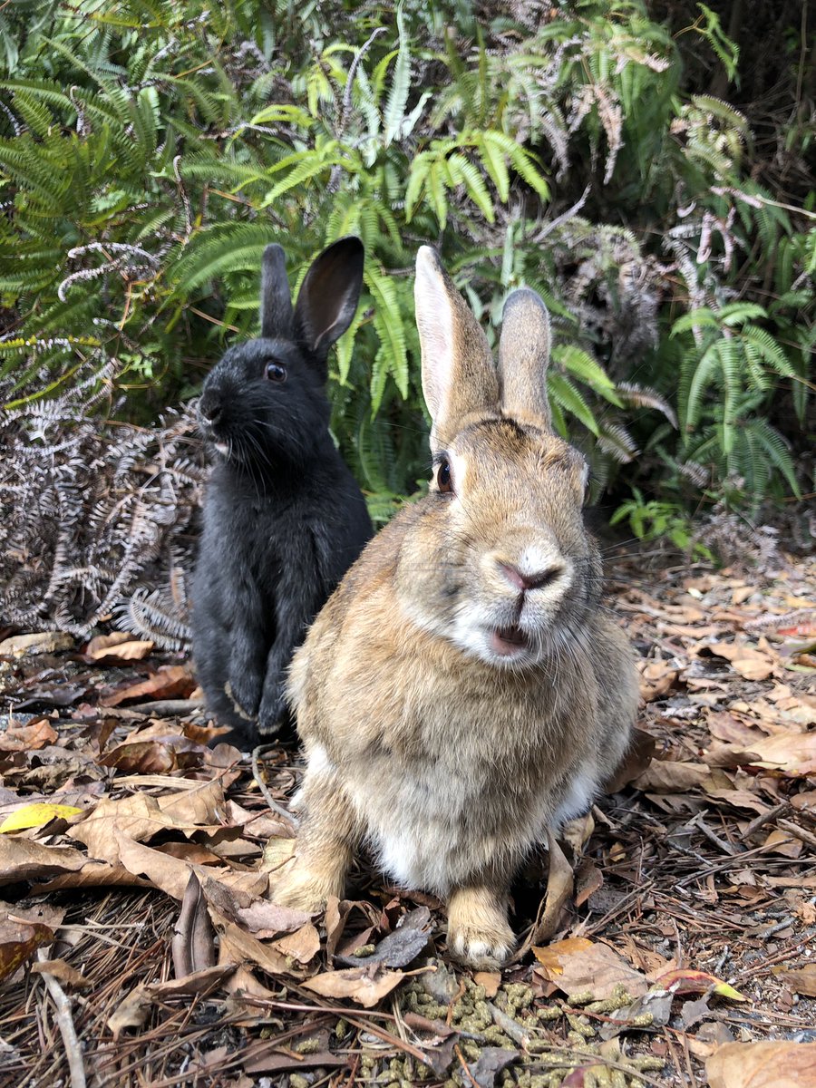 うさぎのウィーン もも 今日はカラスがよく鳴いていたので 警戒しながらのごはんタイムに 黒のうさぎ さんはまだ子どもなので カラスが少しでも鳴くと 茂みの中に隠れ 鳴き声が止むと出てくる の繰り返しだった うさぎ うさぎ島 大久野