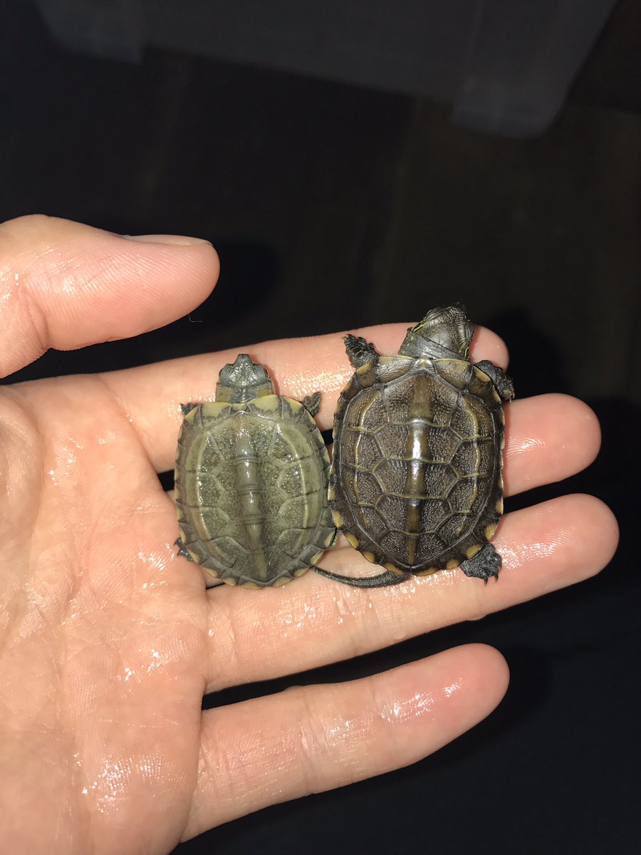 土浦観賞魚 Twitterren クサガメ アルビノヘテロ入荷しました アルビノの遺伝子を持ってるクサガメです アルビノ ヘテロ同士掛け合わせると25 の確率でアルビノクサガメ狙えます ノーマルと比べると色が抜けてるのがよく分かります 10匹のみの入荷なので気になる 土浦観賞魚 Twitterren クサガメ アルビノヘテロ入荷しました アルビノの遺伝子を持ってるクサガメです アルビノ ヘテロ同士掛け合わせると25 の確率でアルビノクサガメ狙えます ノーマルと比べると色が抜けてるのがよく分かります 10匹のみの入荷なので気になる