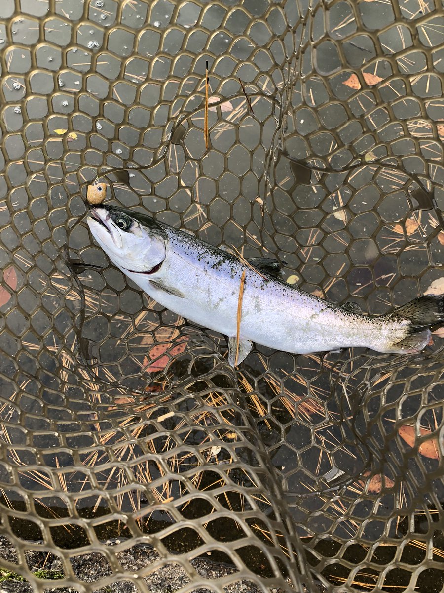 トップ100高宮 フィッシング 魚のすべて