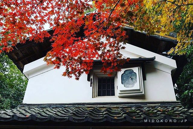 Japan_Flaneur's tweet photo. Кленовая 🍁 #осень 🍂 #Киото #момидзи #Япония https://t.co/FmlYkzyoEM https://t.co/XvGZX1avuu