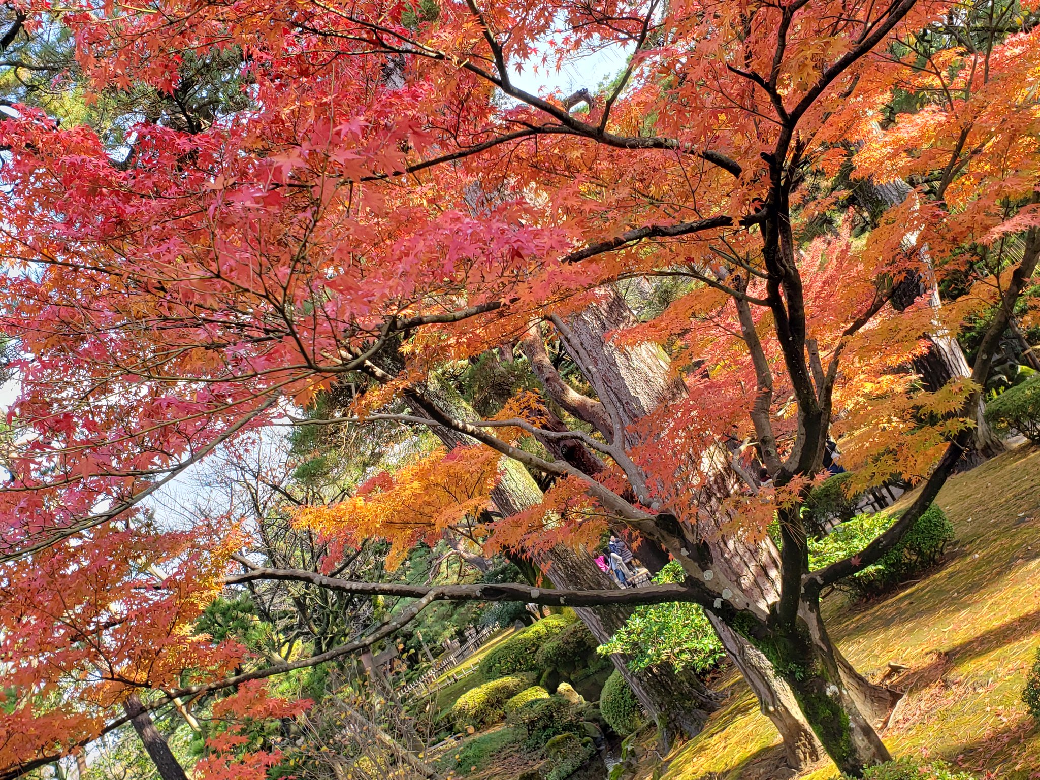 紅葉ページ 2020年11月8日現在：新倉山浅間公園紅葉情報