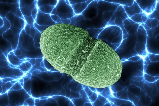 "Sai che i batteri possono produrre elettricità!?
All'Università di Berkeley hanno fatto questa scoperta "elettrizzante"! ⚡️
Il meccanismo potrebbe essere sfruttato per creare batterie biologiche, sensori e nuovi farmaci."
buff.ly/2B2BlEC
