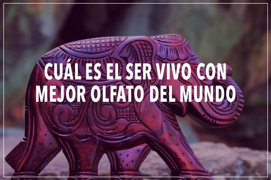 Esenzzia's tweet photo. ¿Quieres saber cuál es el ser vivo con mejor olfato del mundo? Te lo contamos. https://t.co/amPmVbueXj #perfume #tiendaonline https://t.co/McynFhVEMf