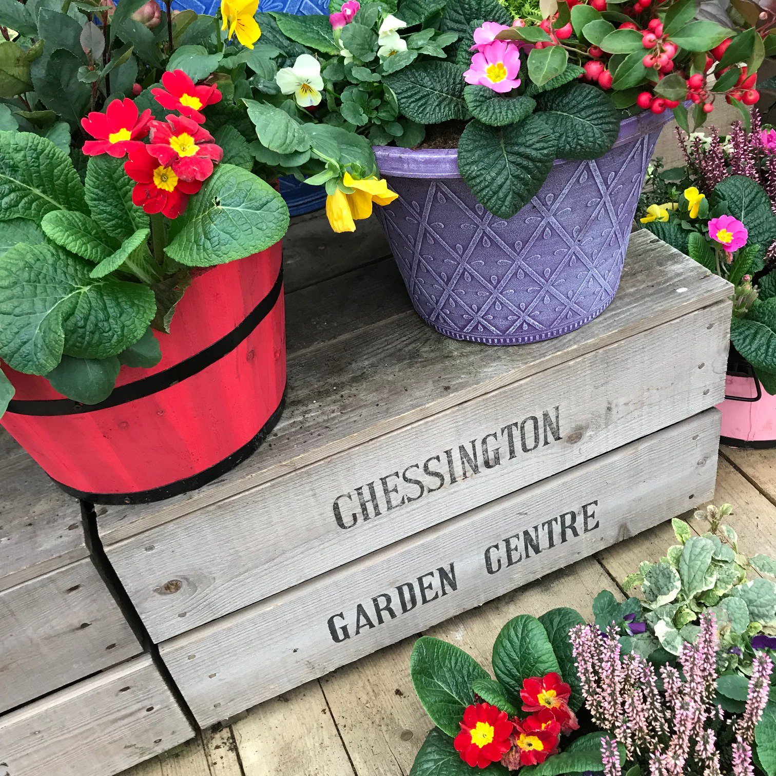 Chessington Garden Centre on Twitter "For this weekend only, all of