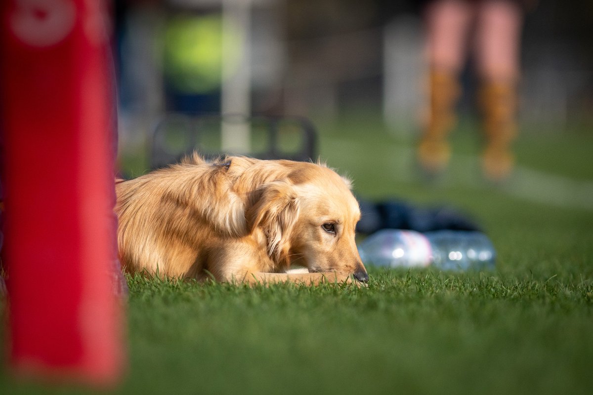 From dog of the year to school of the year it's sure been a tiring week for me.....ready for my relaxing weekend! 
#FridayFeeling #sleepypup #southeastindependentschooloftheyear