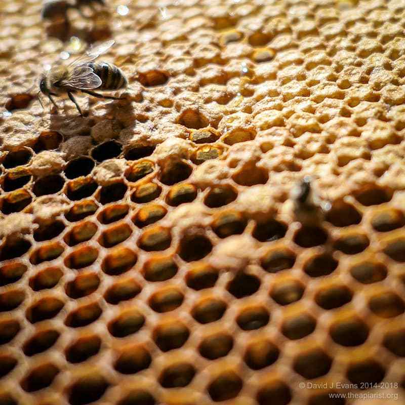 Photography for beekeepers and beekeeping. Close focus and depth of field ... Say "cheese" theapiarist.org/say-cheese/