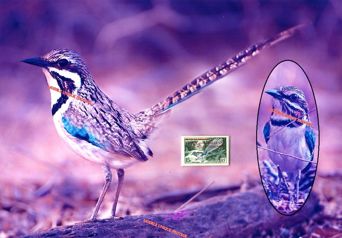 barbierjeanf's tweet image. LE BRACHYPTÉROLLE À LONGUE QUEUE, TIMBRE VINTAGE SUR MONTAGE PHOTO UNIQUE.
Madagascar 1954, surchargé en rouge TAAF
ungrandmarche.fr/boutiques/p/ar…
#JFB #timbre #vintage #montagephoto #unique #madeinFrance #décoration #philatélie #oiseau #vertfoncé #outremer #timbreneuf #luxe #Artdigital