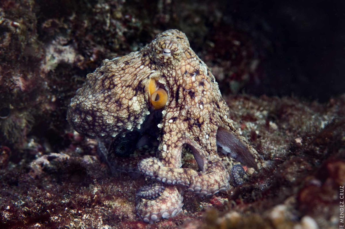 download f6f hellcat at