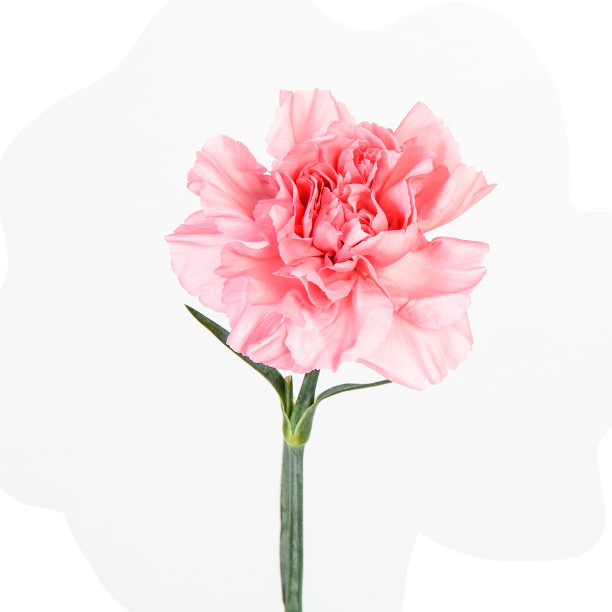 FlowersofCol's tweet photo. In 1960, something wonderful bloomed: Colombia discovered it could turn its flowers into an industry that touches thousands of lives. #DiversityThatInspires https://t.co/7CQofrFnas