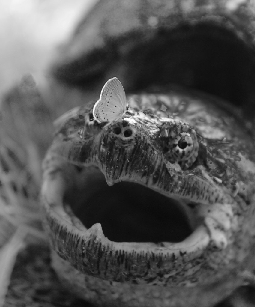 TaskForceTurtle's tweet photo. Everyone is talking turkey this and stuffing that and we're just sittin' here thinking it's 6 months until our field season starts.  Nothing beats #turtle time! https://t.co/fZHMU9ARrV