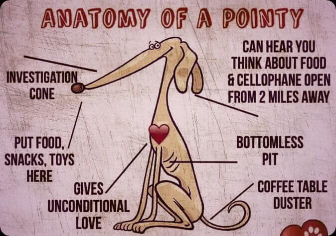 mr_b_and_dillon's tweet photo. This was posted today on mummy’s @norfgreyhound Homed &amp; Happy Faceache group...she says it’s very apt 😄

D 💚

#houndsoftwitter https://t.co/mdEIi2ndst