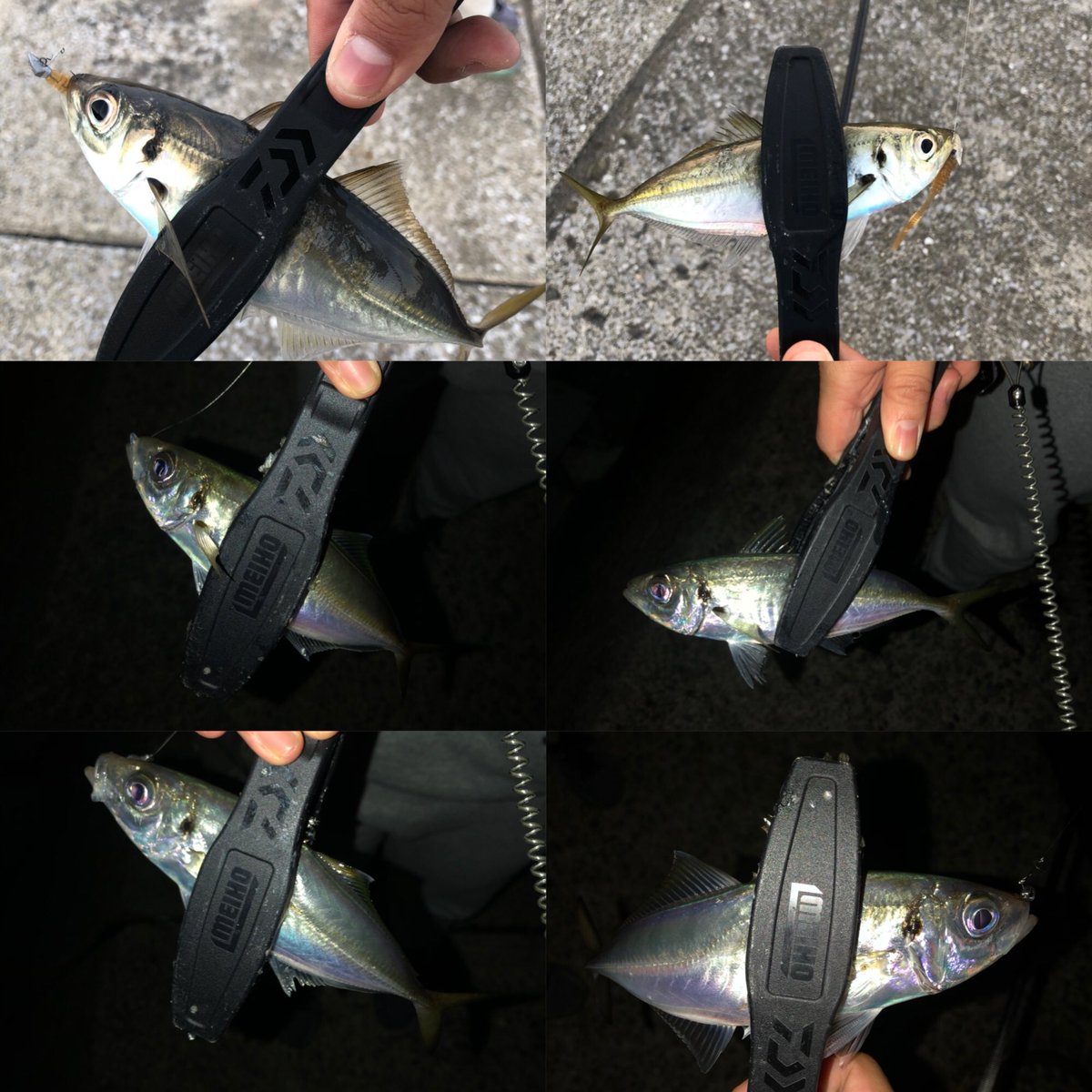 turibakataka's tweet photo. 今日彼女とアジングにいってきました！
けど、めっちゃ爆風で釣れるか心配したけど無事釣ることが出来てよかった笑笑
激渋やったけど楽しめたからよし👊
2人でざっと20匹くらい��な？
彼女もだんだん上手くなりつつあるし笑
とりあえず楽しかった！！
#佐賀関
#MACBITE
#バキュームリング2インチ https://t.co/x30KMA7wI9