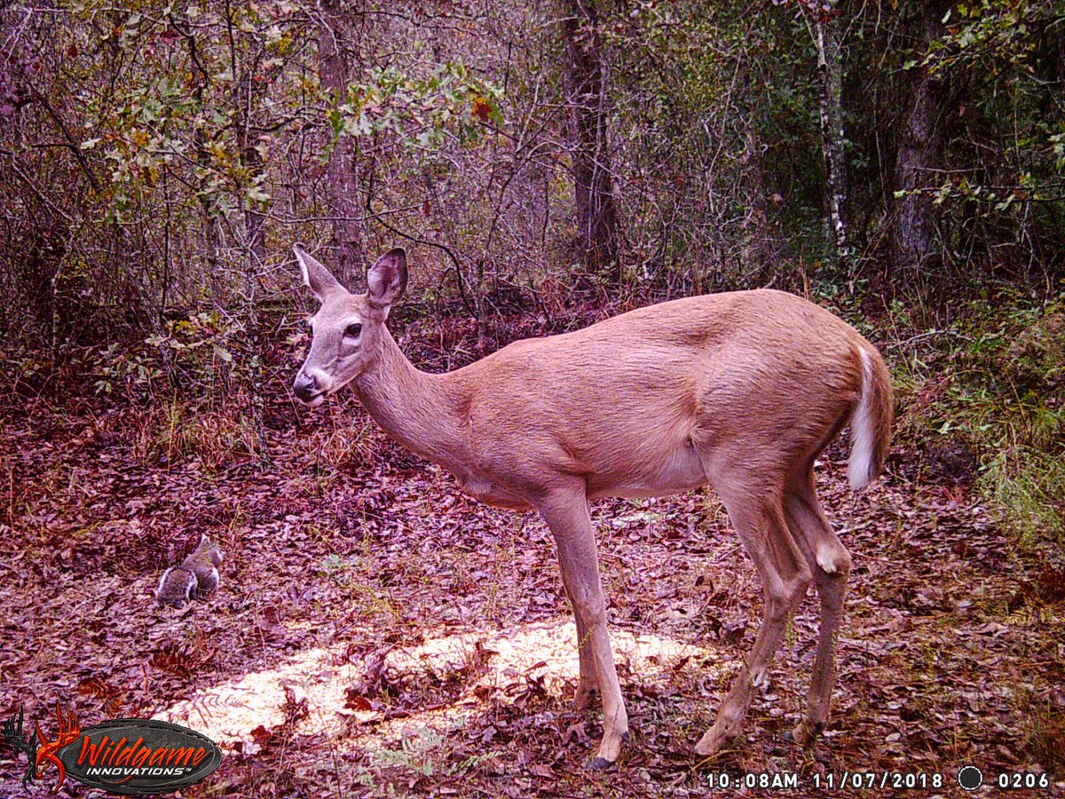 Best deer movement yet! Go check it out. youtu.be/S9Fqh3fpiPs