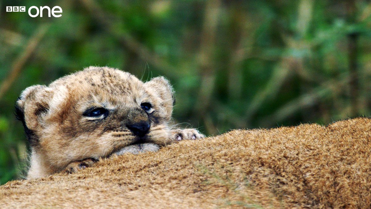 Can’t cope. This is too sweet. #Dynasties