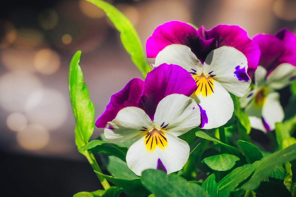 Winterbloeiers: winterviooltjes  wp.me/p5QmAS-79n