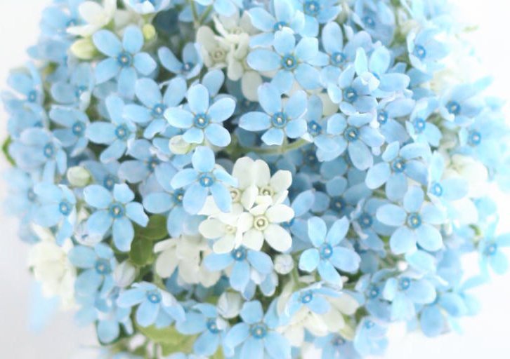 世界の花図鑑 ブルースター 花びらが青い星のように見える花 西洋では花嫁が何か青いものを身に着けると幸せになれると言われていてブルースターの花を身に着ける人も多いそうです 日本でも結婚式のブーケに使われる花です 花言葉は 幸福な愛