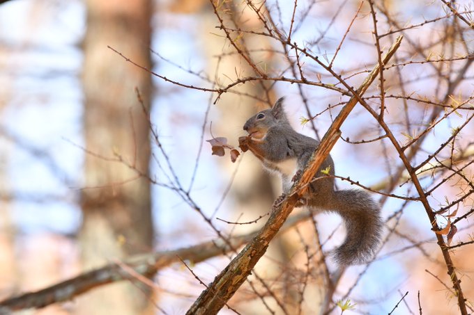 ニホンリスのtwitterイラスト検索結果 古い順