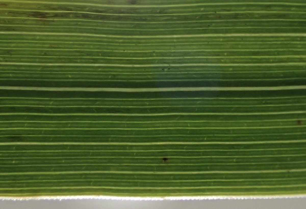 Peter Q D Flood Pa Twitter Findings From Yday S Vegkey Grass Id