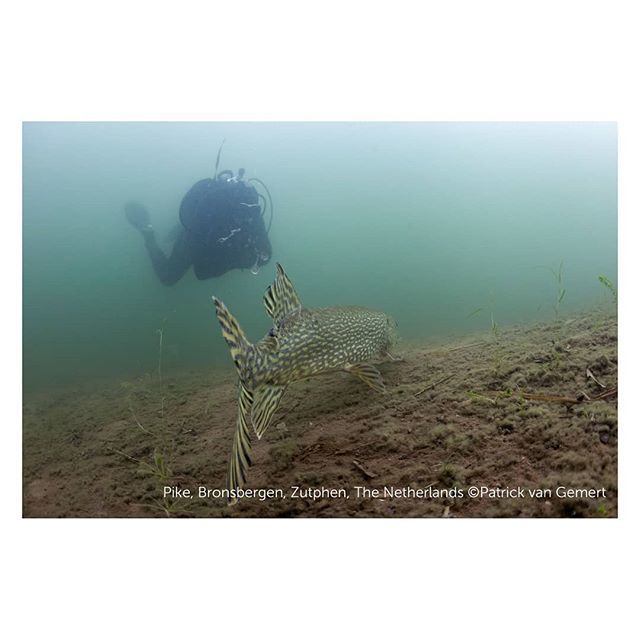 Scubadiving in the Netherlands, encounter with a pike.
#underwater #uwp #duiken #onderwater #onderwaterfotografie #uw #scubagram #scubadiving #scuba #divebuddy #pike @duikeninbeeld #duikeninnederland @duiken_magazine @nob_duiken ift.tt/2PLEm5n