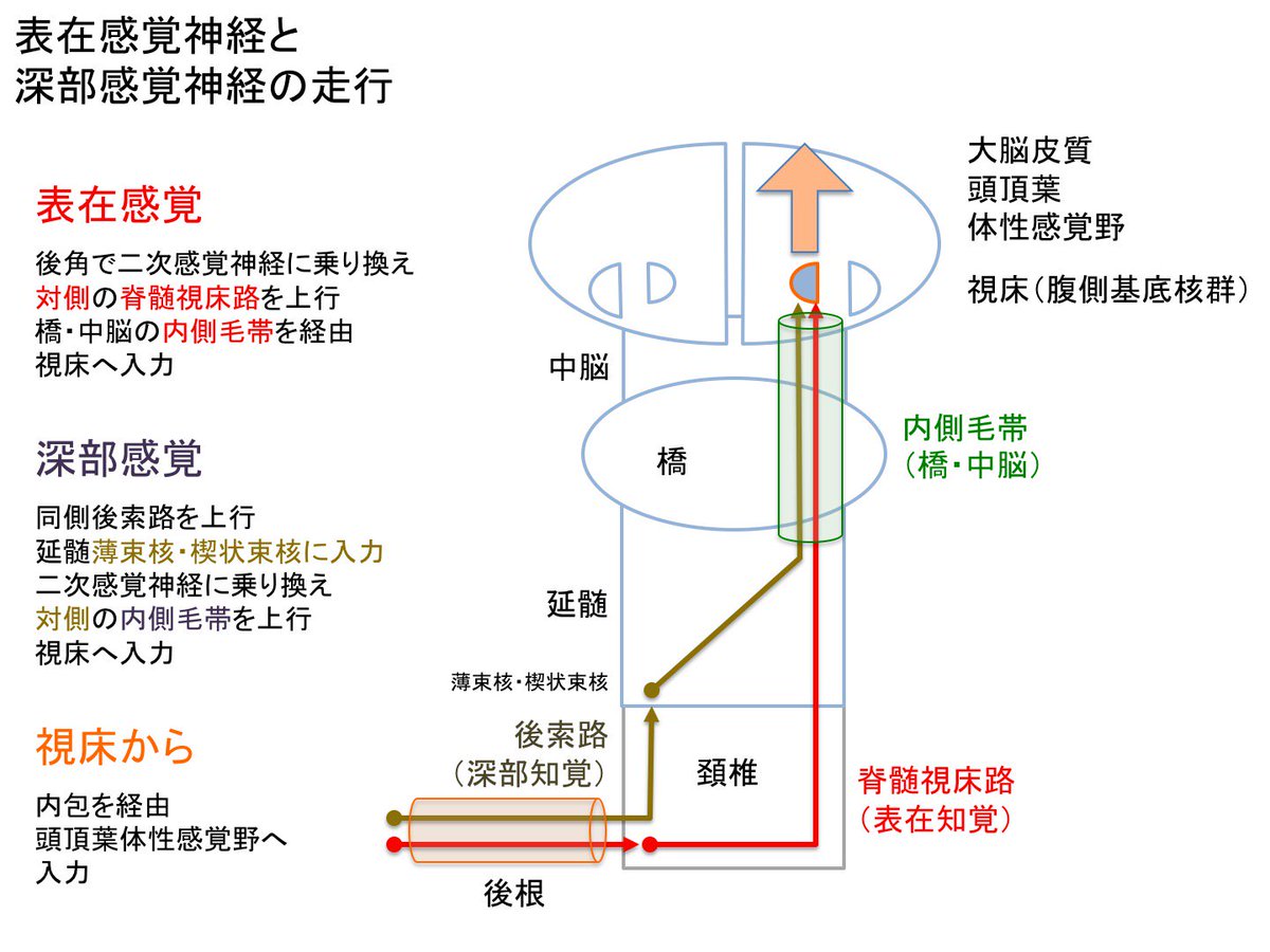 Oj Di Twitter 感覚神経の走行路 感覚は 後根から脊髄へ入った後 表在感覚と深部感覚にわかれて脊髄を上行する 延髄から上でふたたび合流して内側毛帯となり 対側の視床へ入力する