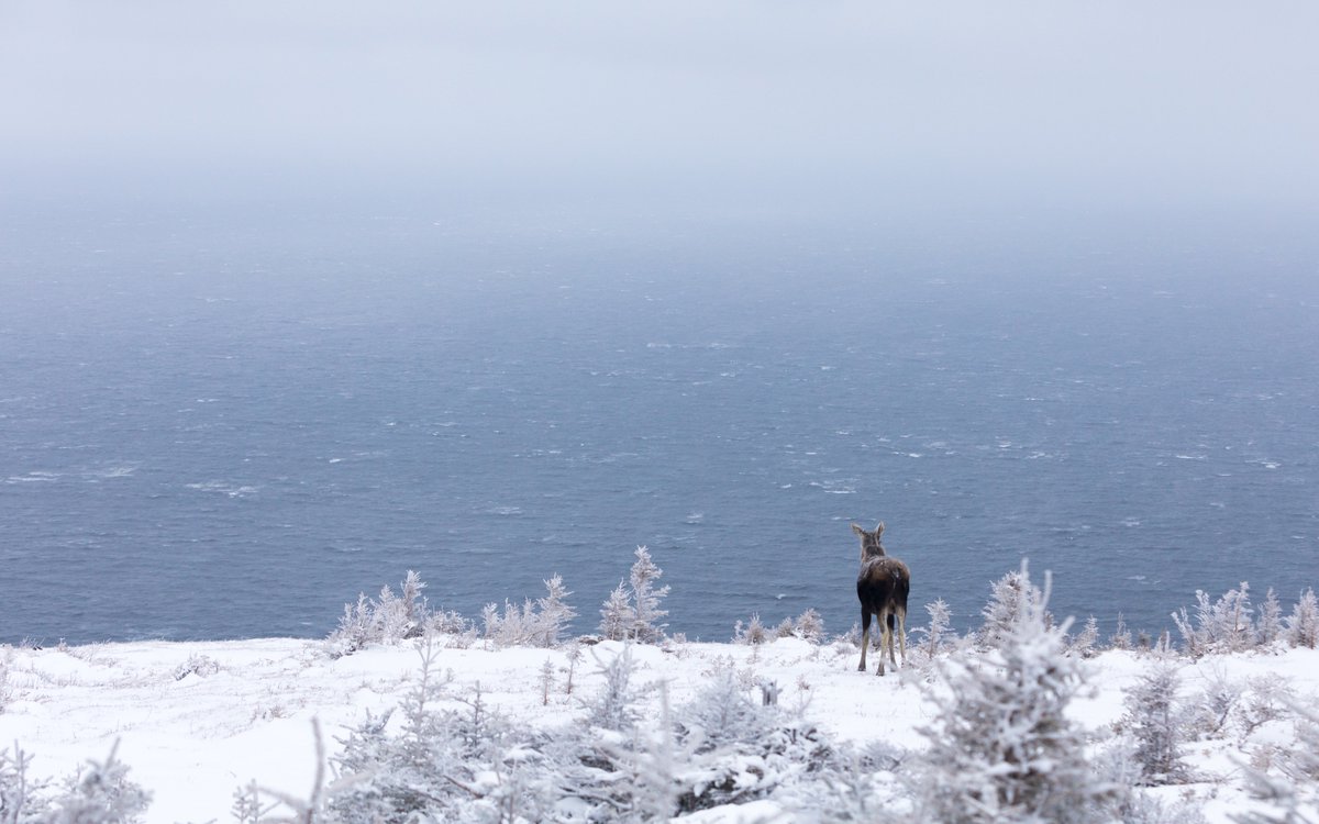 AdamHillPhoto's tweet image. Even moose appreciate the view in #CapeBreton