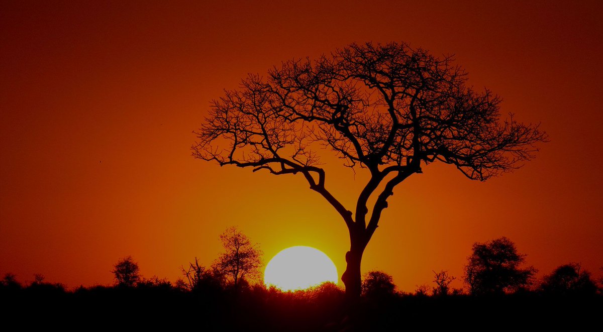 African Alcoholic Fruit Tree : 10 Most Popular African Alcoholic Beverages Tasteatlas / Palm wine, known by several local names, is an alcoholic beverage created from the sap of various species of palm tree such as the palmyra, date palms, and coconut palms.