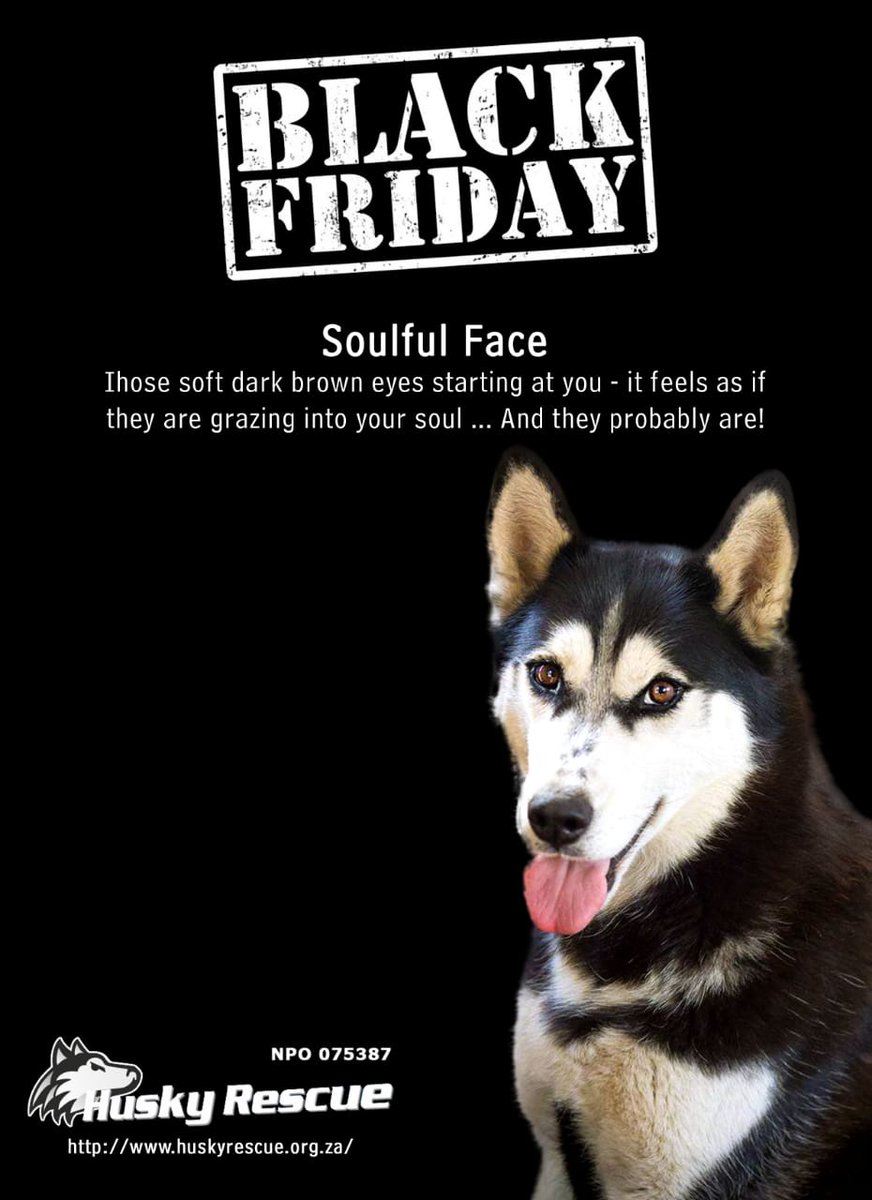 HuskyRescueSA's tweet photo. Adopt, don't shop. 
Avoid the queues. 
Save a life on Black Friday #BlackFriday #Rescue #Huskies #AdoptDontShop #AnimalRescue https://t.co/Fs2X9e5Xlu