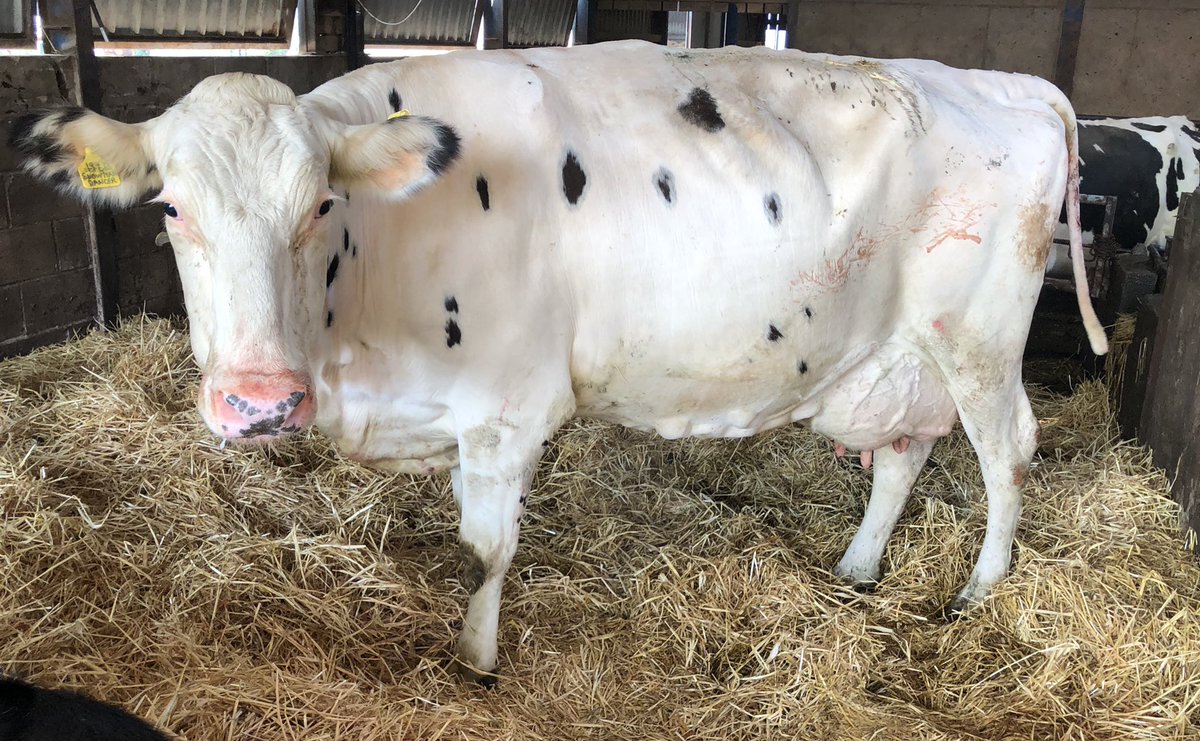 ortongrange's tweet photo. Red Flagship heifer born today! Dam is @ortongrange Snowman Dancer Red EX91 #variantred ๐๐พ๐ฎ๐๐ https://t.co/Zxw0tnBbca