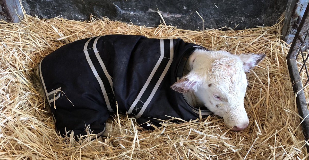ortongrange's tweet photo. Red Flagship heifer born today! Dam is @ortongrange Snowman Dancer Red EX91 #variantred ๐๐พ๐ฎ๐๐ https://t.co/Zxw0tnBbca
