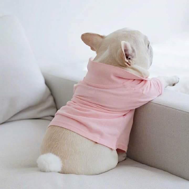 PetOnTube1's tweet photo. Hey there sexy 😘😘😘
#frenchie #dog #frenchbulldog https://t.co/I8yaPaBfll