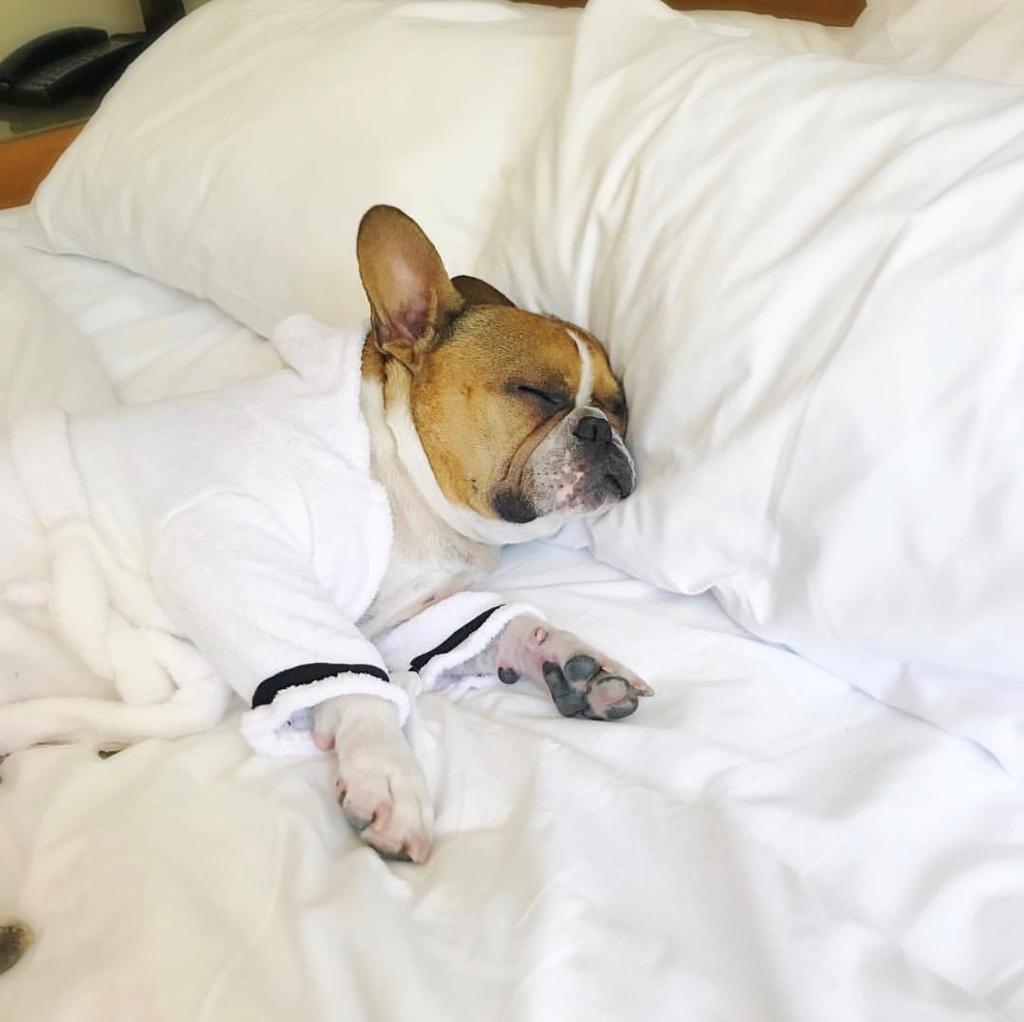 Sorry, still in a turkey coma from yesterday's feast! #SleepWell