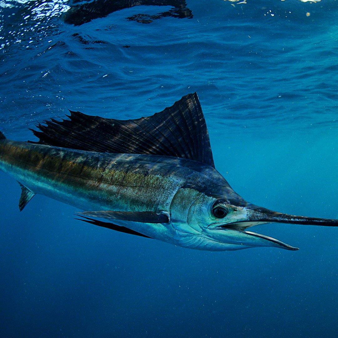 CostaSunglasses's tweet photo. Sailing through. #wildblueweek
Learn more at https://t.co/gIWovA25ff. https://t.co/4L0o0Ja0Bp