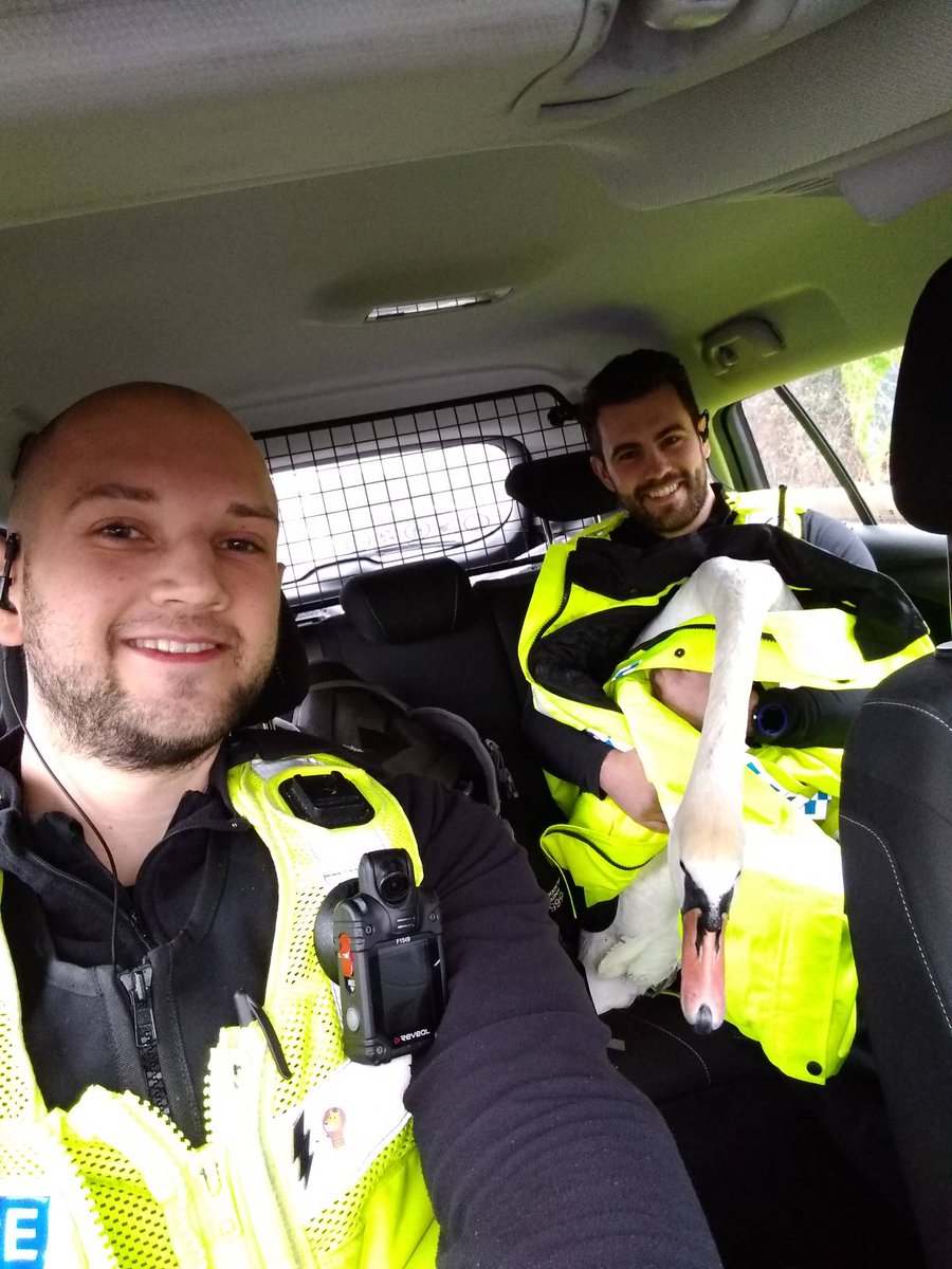 PboroCops's tweet photo. REPOSTED: Photos from yesterday's successful swan rescue. It's not another swan. #itsjusttheoneswanactually #pc1565 #pc2503 https://t.co/wxsnjVtiKH