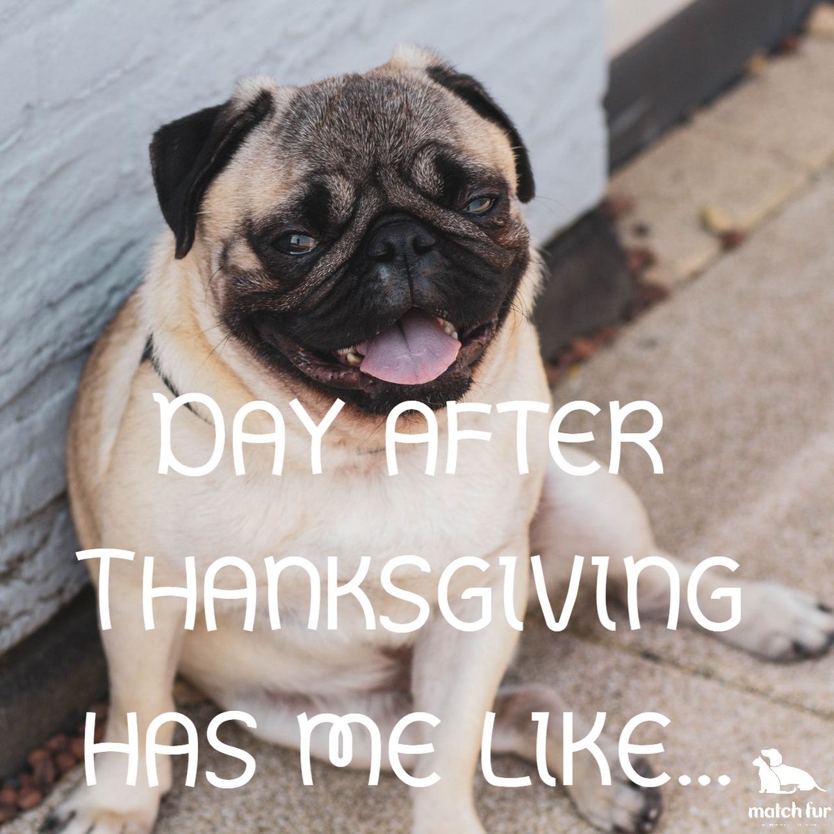 matchfur's tweet photo. Day after Thanksgiving is like... Finish the sentence!

#Thanksgiving #BlackFriday #Pug #Dogsof #Thankful https://t.co/yzhWpudvzN