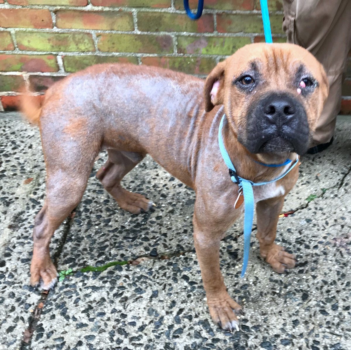 MorrisAnimal's tweet photo. #BlackFriday’s for getting good buys.
#GivingTuesday’s for helping good boys.
On 11/27 your Giving Tuesday donation will be doubled up to $6000 to help good boys like puppy Blaze (treated for mange &amp; cherry eye) and find them happy homes! More: https://t.co/hOblaZs0Fi. Please RT! https://t.co/SrDcgGoRUS