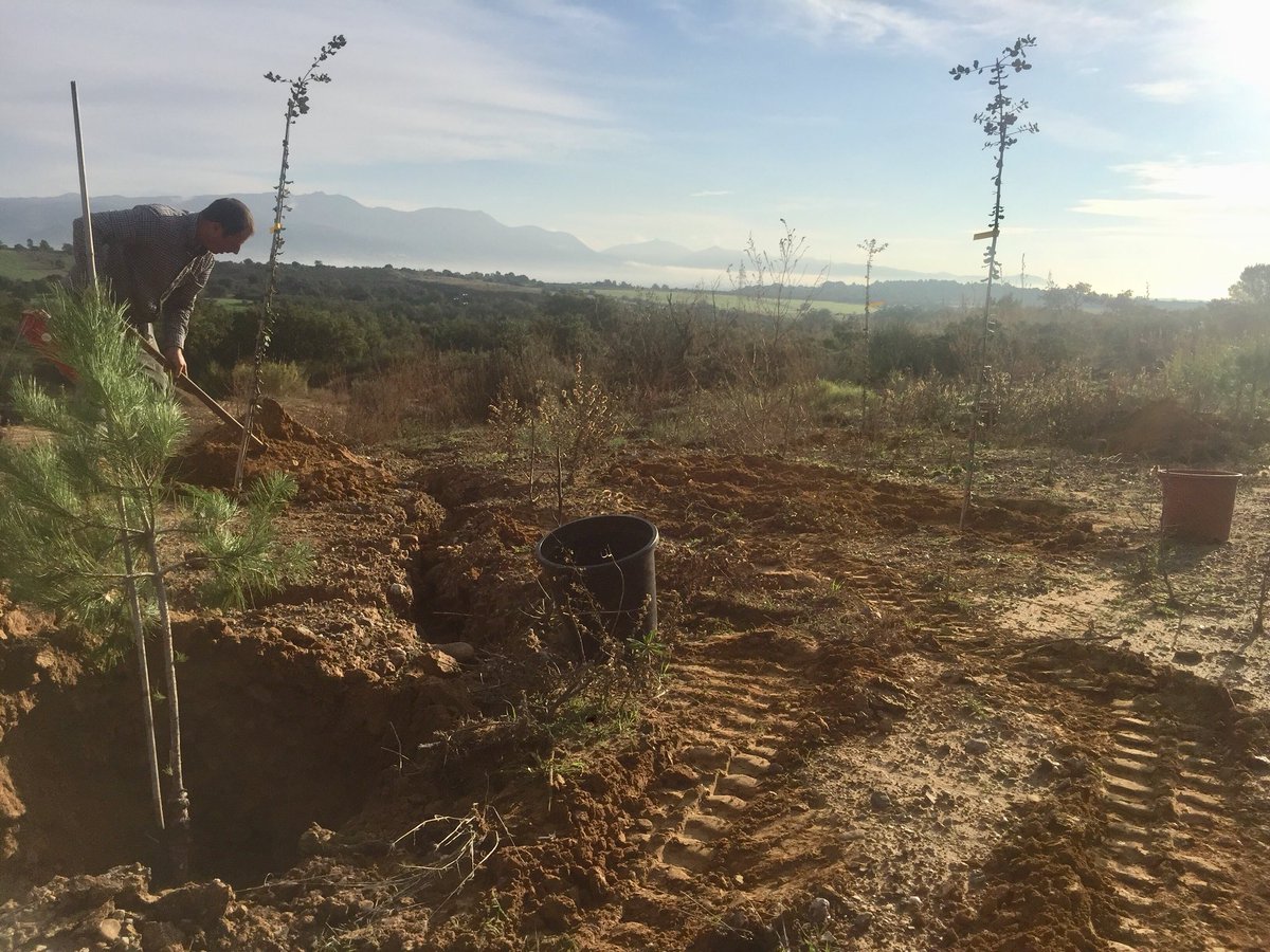 Perfo_Roca's tweet photo. Consolidació de talussos. Restauració vegetal. Plantació de l'arbrat. #perforoca #restauracio #talussos #estabilitzacio #revegetacio #revegetacion #estabilizaciondesuelos https://t.co/1u0mlWsC4V