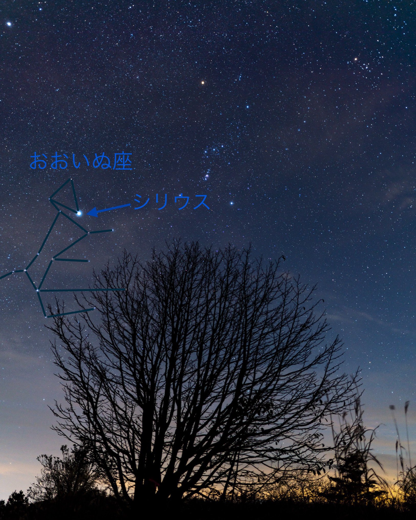 河邉徹 かわべとおる Pa Twitter 本日少しだけ登場したシリウス ブラック ブラック家の名前は ほとんど星の名前が由来になっていますが シリウスはベテルギウス プロキオンと共に冬の大三角の一つです そして シリウスはおおいぬ座の主星 河邉徹 かわべとおる Pa Twitter 本日少しだけ登場したシリウス ブラック ブラック家の名前は ほとんど星の名前が由来になっていますが シリウスはベテルギウス プロキオンと共に冬の大三角の一つです そして シリウスはおおいぬ座の主星