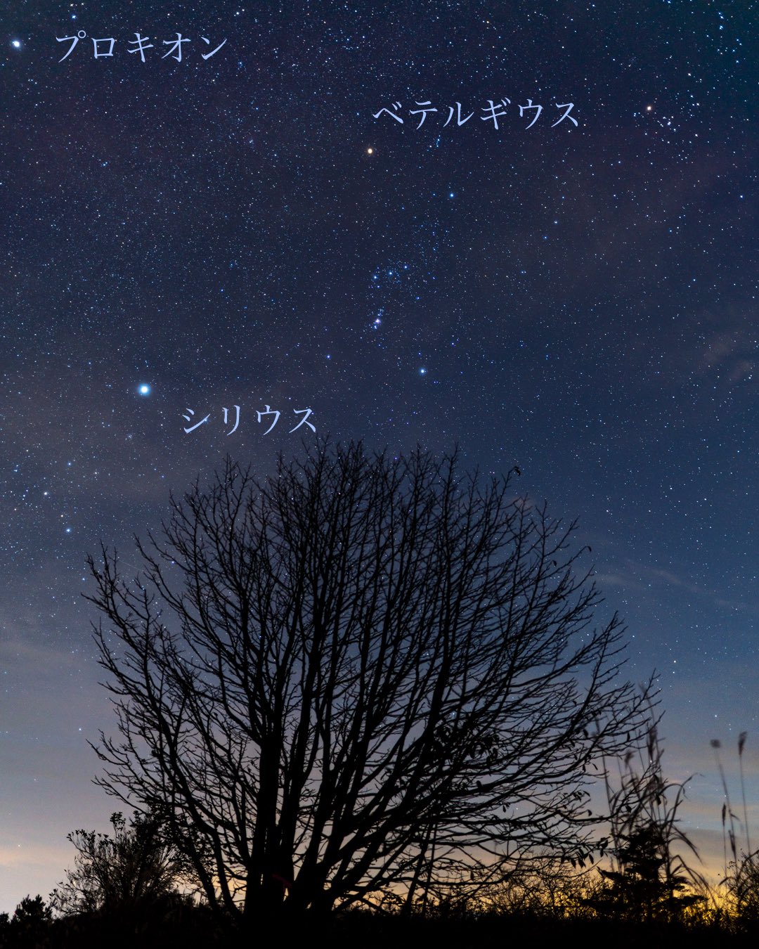 河邉徹 かわべとおる Pa Twitter 本日少しだけ登場したシリウス ブラック ブラック家の名前は ほとんど星の名前が由来になっていますが シリウスはベテルギウス プロキオンと共に冬の大三角の一つです そして シリウスはおおいぬ座の主星でもあります