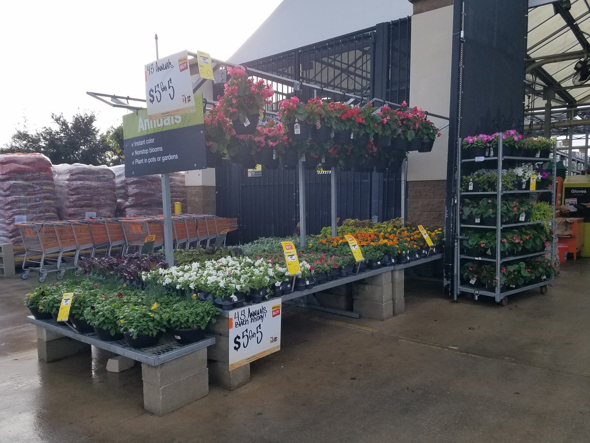 Busy Black Friday,  here at #homedepot #BlackFriday #hd6369 #POINSETTIAS #fallweather #annuals @PBFmedia <a href="/bjryan3/">bj ryan</a>