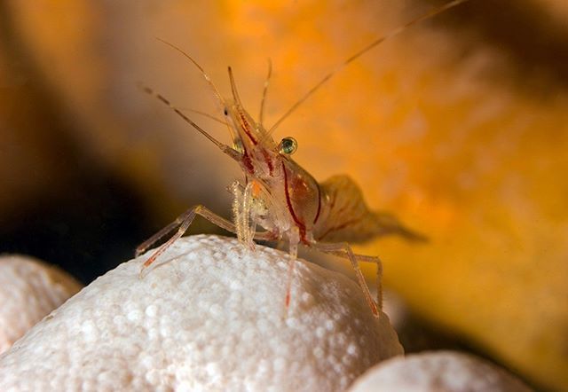 divebuds4life's tweet photo. Shrimply happy it's the weekend.
Onwards and forward to Belgium with @okke_postmaa for some fun diving at @todi_diving. .
.
.
.
.
#scuba #diving #shrimp #TGIF #friday #scubadiving #diveweekend #scotland #stabbs #macro #uwphotography #explore #underwater… https://t.co/QyYkdHjY3Y https://t.co/MV3kEyTa4g