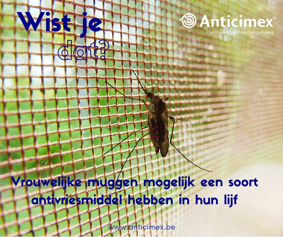 Wat spoken muggen eigenlijk uit tijdens de wintertijd? #wistjedatje #FunFactFriday