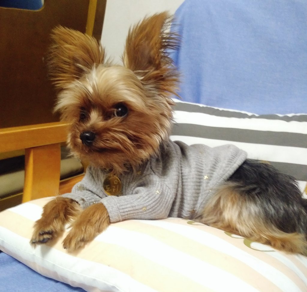 도리 근황
