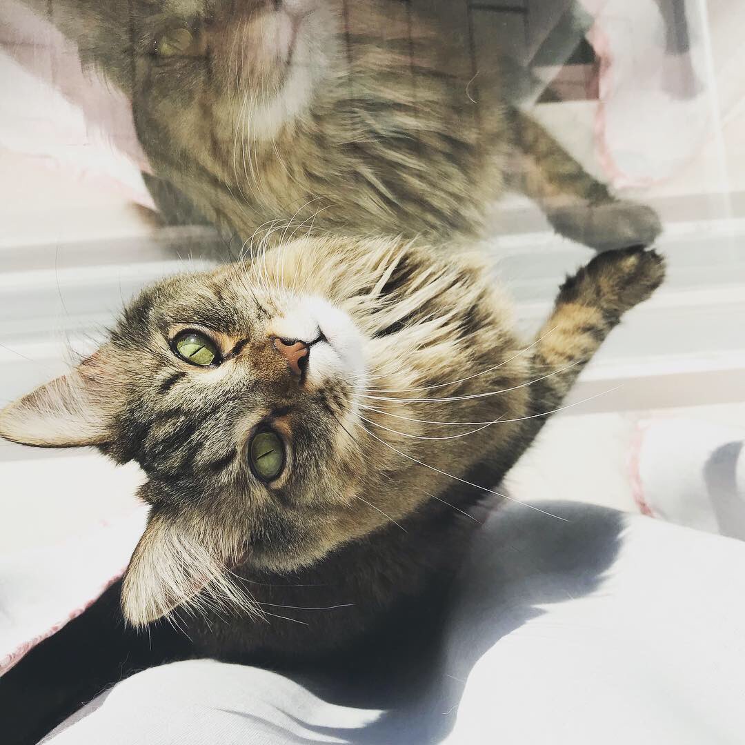 twofluffnuggets's tweet photo. I caught the Chai behind the curtain. #chaithecat #CatsOfTwitter #tabbycat #catinwindow https://t.co/Wrcn5Eajnz
