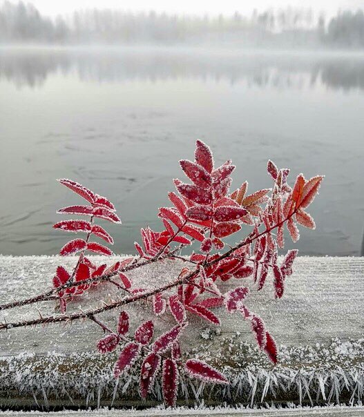 veskii4571's tweet photo. Морозный беспредел...
... И яркий, свежий лист хрустит засахаренным чудом... https://t.co/1wELukTKfG