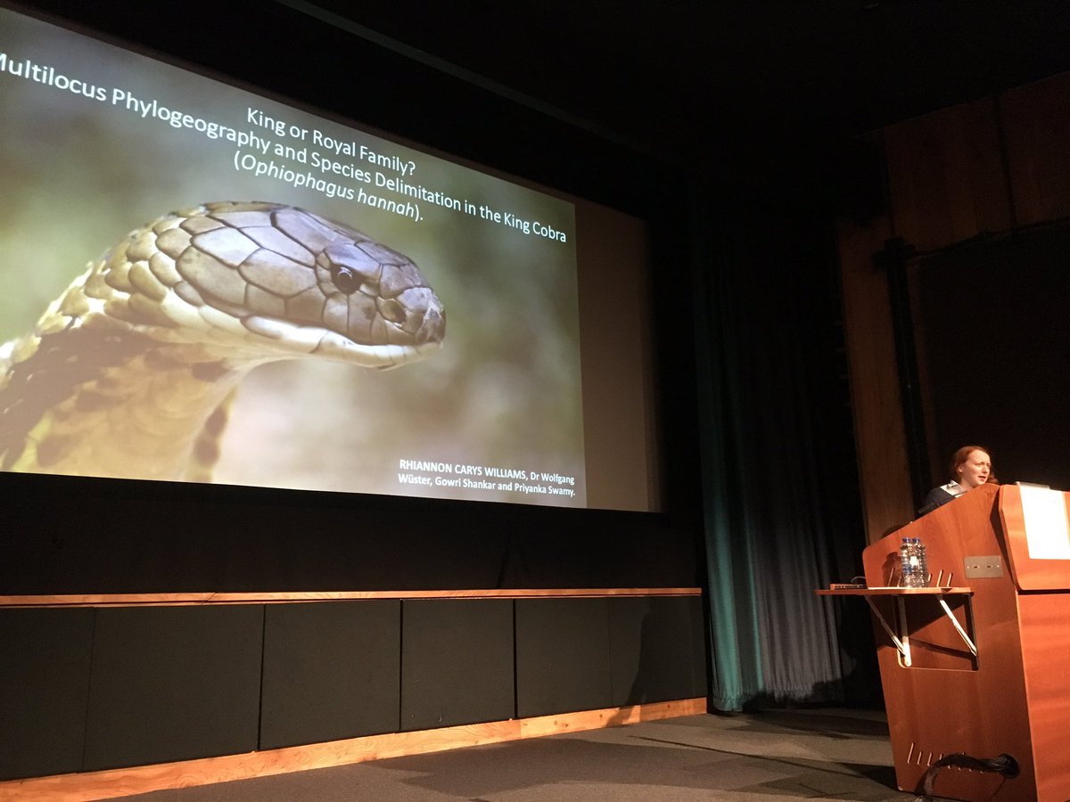SystAssn's tweet photo. And to finish this afternoon session of #2018YSF talks we have Rhiannon Williams from @BangorHerpSoc presenting her work on species delimitation of king cobras. https://t.co/J8oeD9GYyY