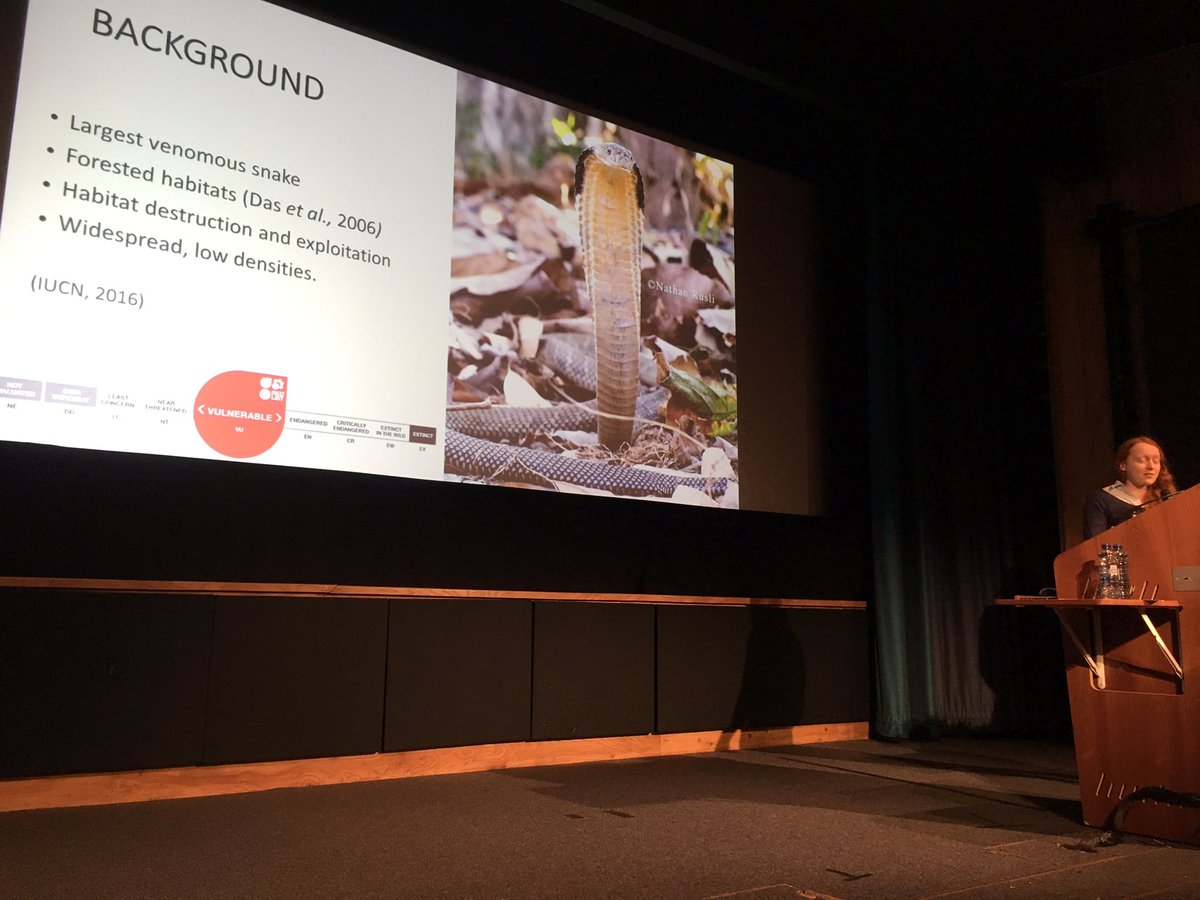 SystAssn's tweet photo. And to finish this afternoon session of #2018YSF talks we have Rhiannon Williams from @BangorHerpSoc presenting her work on species delimitation of king cobras. https://t.co/J8oeD9GYyY