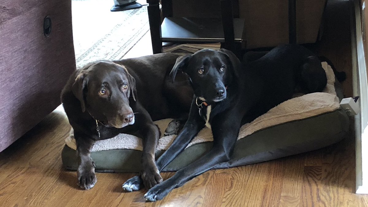 Even our pups ate too much on Thanksgiving and we’re happy to their bed for a nap